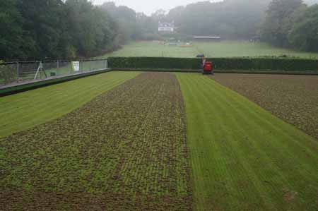 Picture of partially hollowtines green